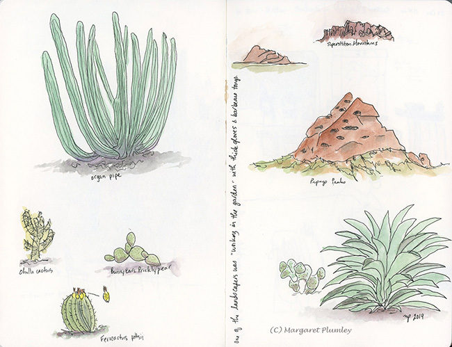 Desert plants and rocks