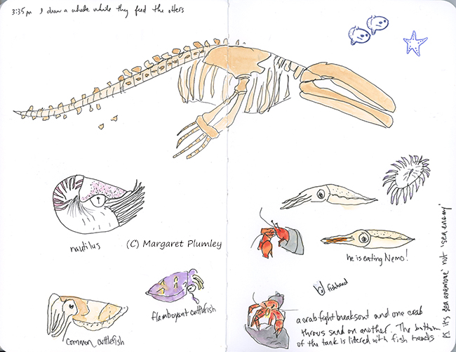 Sea life sketches