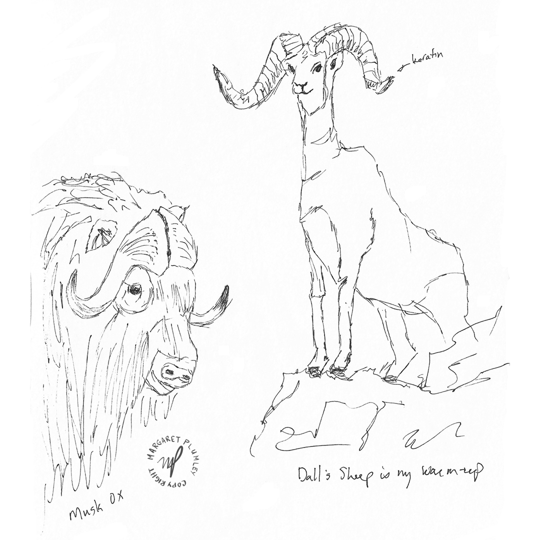 Ink sketches of animals