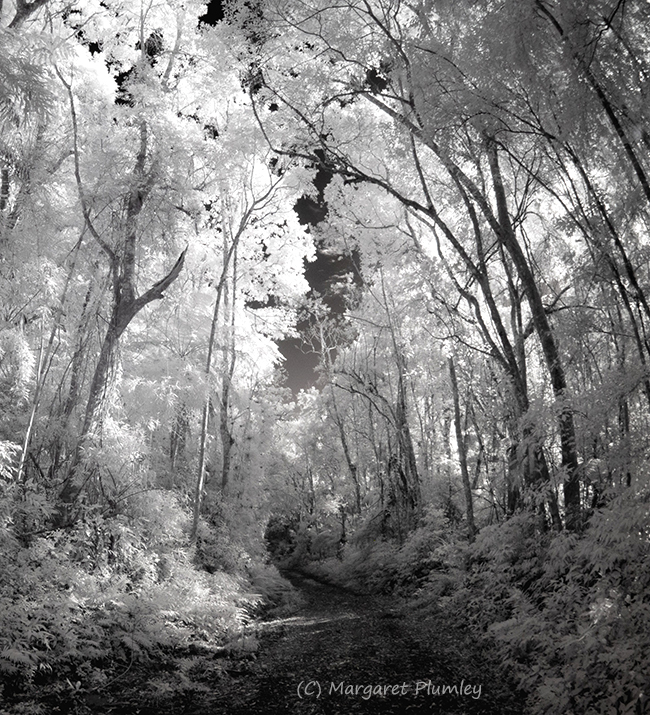 Infrared photo of a rainforest