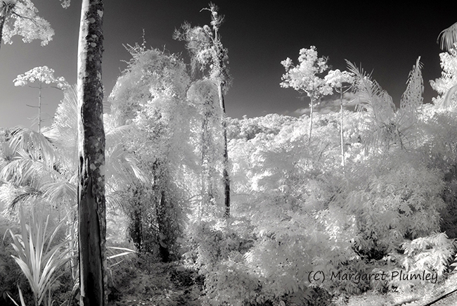 Infrared photo of a rainforest