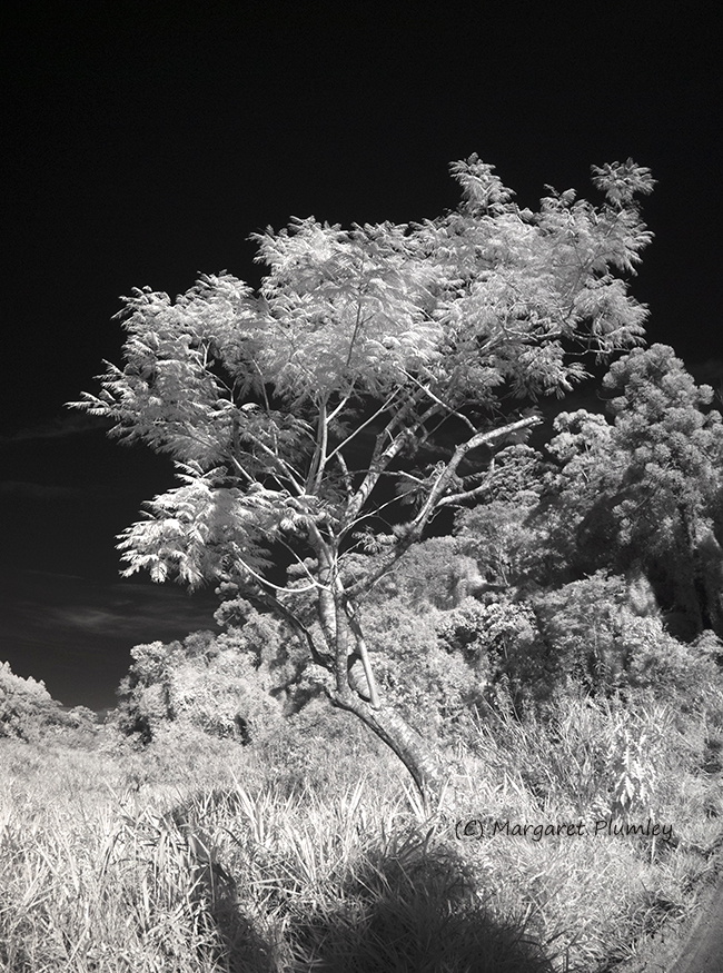 Infrared photo of a rainforest