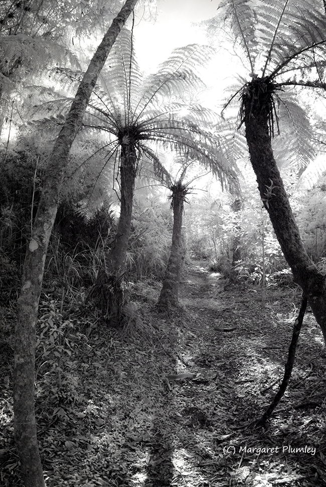 Infrared photo of a rainforest