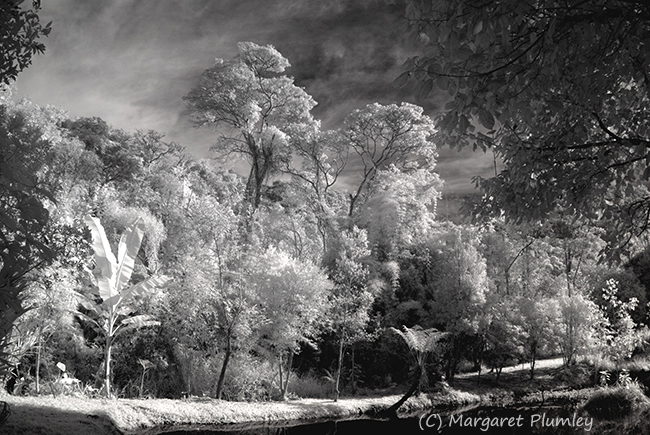 Infrared photo of a rainforest
