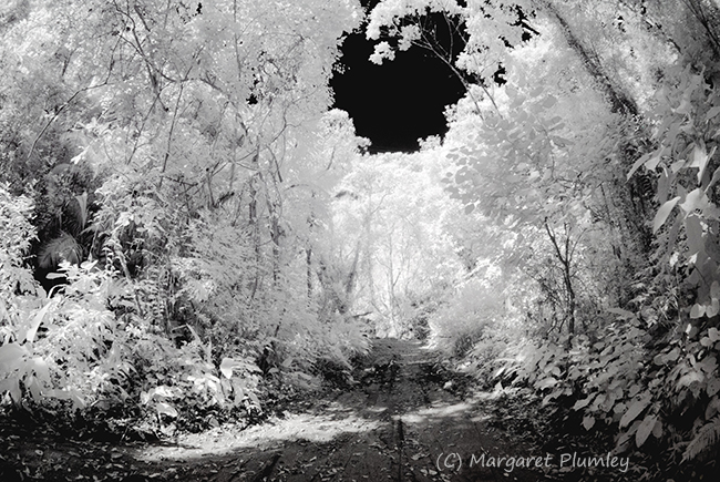 Infrared photo of a rainforest