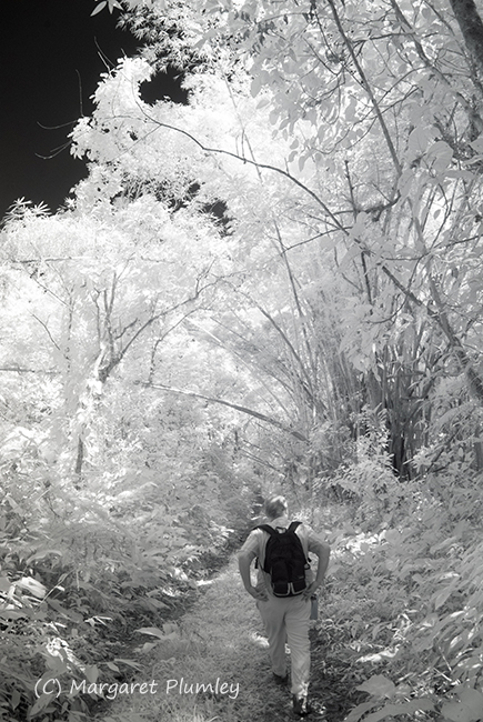 Infrared photo of a rainforest